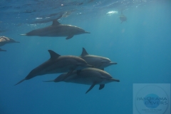 Дельфины в Красном море