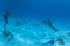 дельфин и дайвер