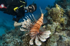 Крылатка или LeonFish