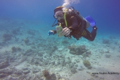 День очистки Красного моря и острова Маговиш